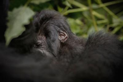 Mountain Gorillas (Gorilla beringei beringei) – Free Stock Photo, Download Free