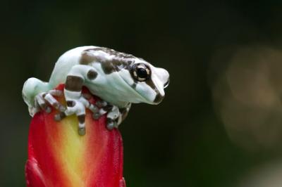 Panda Bear Tree Frog Closeup â Tiny Amazon Milk Frog on Bud – Download Free Stock Photo