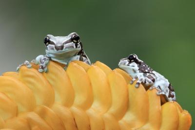 Tiny Amazon Milk Frog Close-Up on Red Bud and Green Leaves – Free Download