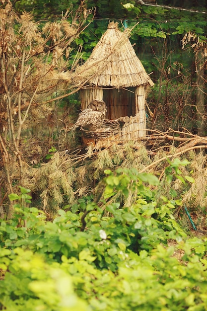 Owl on a Hay House in the Woods – Free Stock Photo, Download Free