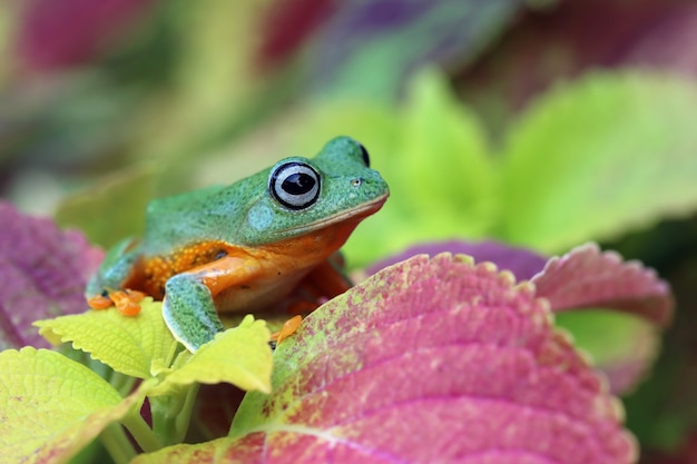 Closeup of a Flying Frog on a Branch – Free Download