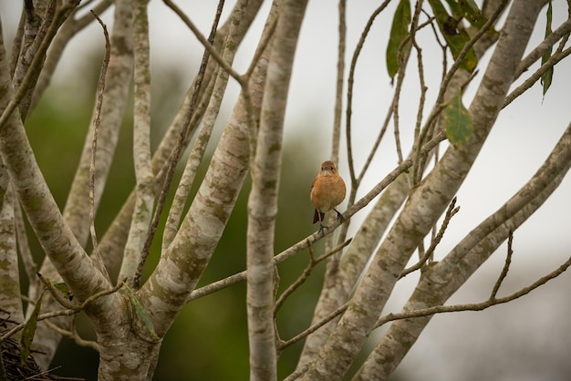 Majestic and Colorful Birds in the Northern Pantanal: A Glimpse into Brazilian Wildlife – Free Download