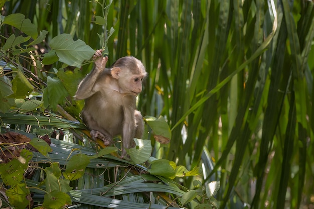 Brown Monkey Sitting on Green Plant – Free Download, Free Stock Photo