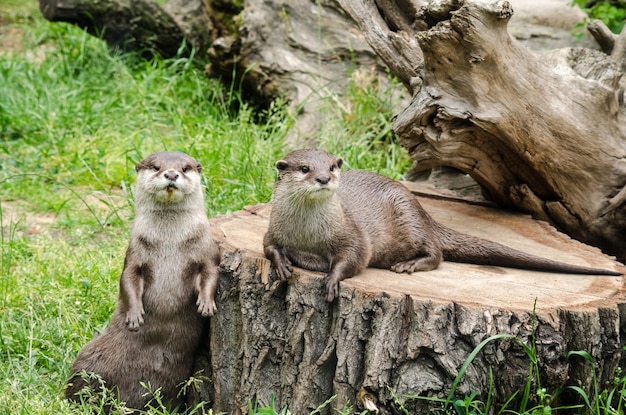 Adorable Closeup of Cute Otters in a Zoo – Free Download