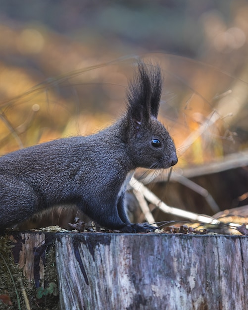 Cute Tassel-Eared Squirrel at the Top of a Cut Wooden Tree – Free Download