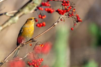 Yellow Common Crossbill Bird Feasting on Red Rowan Berries – Free Stock Photo for Download