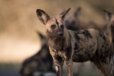 Closeup Shot of an African Wild Dog in a Blurred Background – Free Download