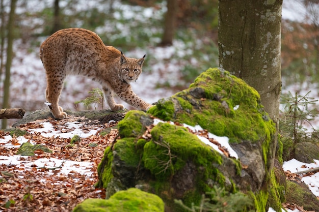 Beautiful and Endangered Eurasian Lynx in Its Natural Habitat – Free Stock Photo for Download