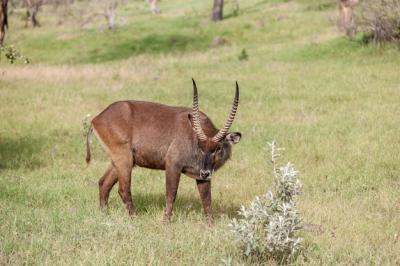 Antelope on a Wall of Green Grass – Free Stock Photo, Download for Free