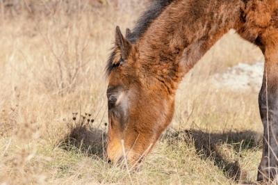 Wild Horse in the Forest – Free Stock Photo for Download