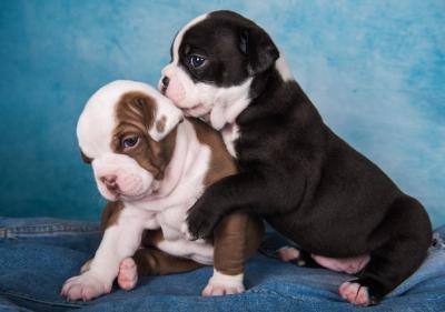 Two Funny American Bullies Puppies on Blue Background – Free Download