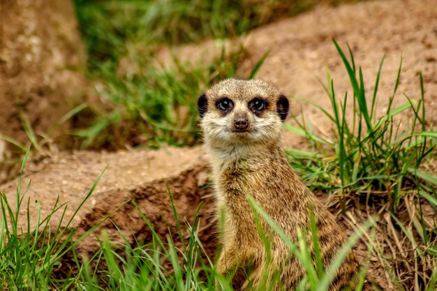 Portrait of Meerkat on Field – Free Stock Photo for Download