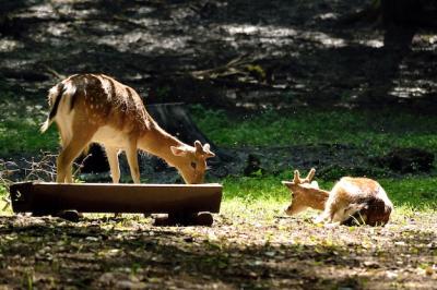 Deer Eating in Nature – Free Stock Photo for Download