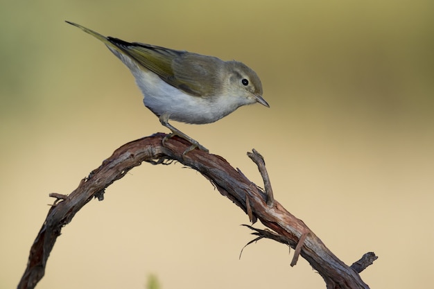 Western Bonelli’s Warbler Bird on a Branch – Free to Download