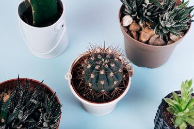 Different Types of Cactus Plants in Pot Over Blue Background – Free Download