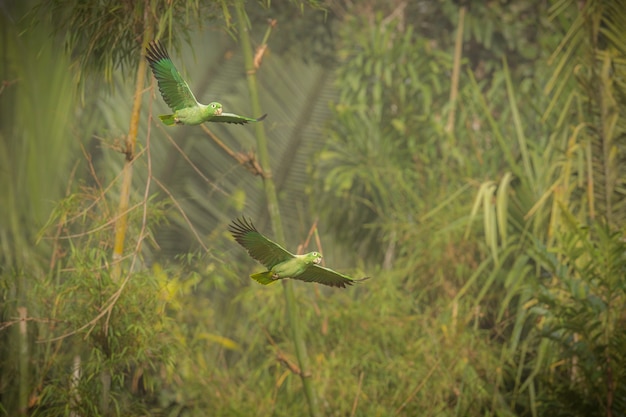 Birds of South America in Their Natural Habitat – Free Download