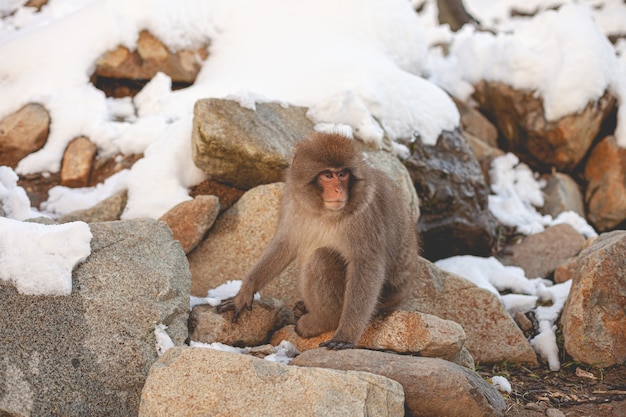 Monkey in Nature – Free Stock Photos for Download