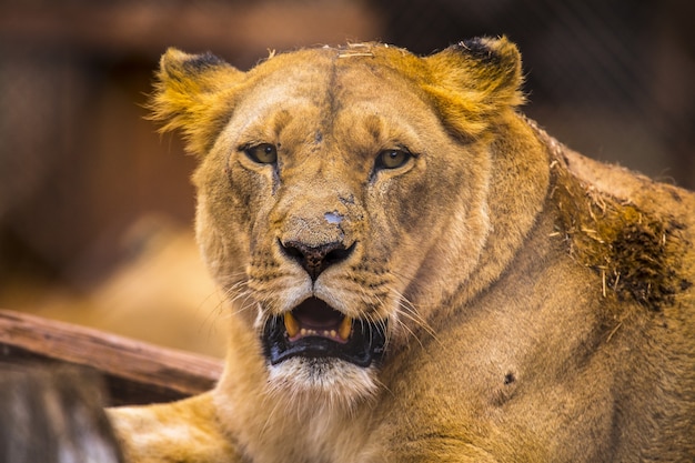 Female Lion in a Kenyan Animal Orphanage – Free Stock Photo, Download Free