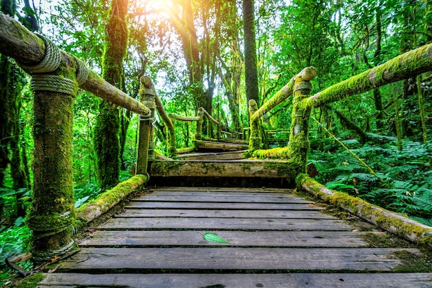 Discover the Beauty of Doi Inthanon National Park’s Ang Ka Nature Trail – Free Download