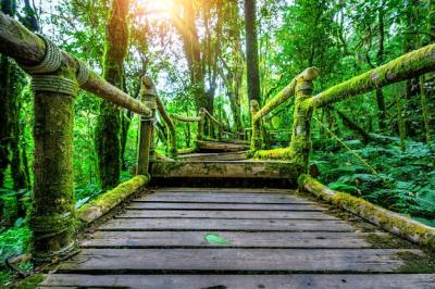 Discover the Beauty of Doi Inthanon National Park’s Ang Ka Nature Trail – Free Download