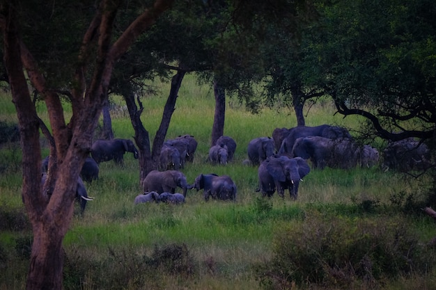 Elephants Walking in a Grassy Field – Free Download