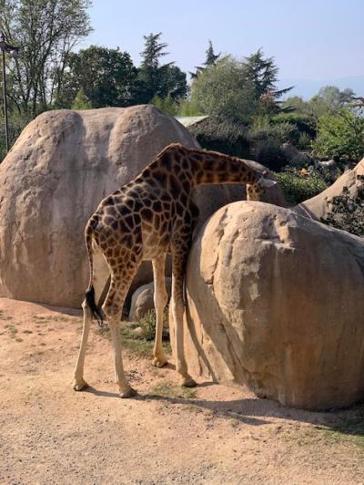 Giraffe in Zoo – Free Stock Photo for Download