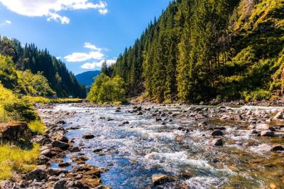 Stunning River Landscape Surrounded by Forest in Norway – Free Download