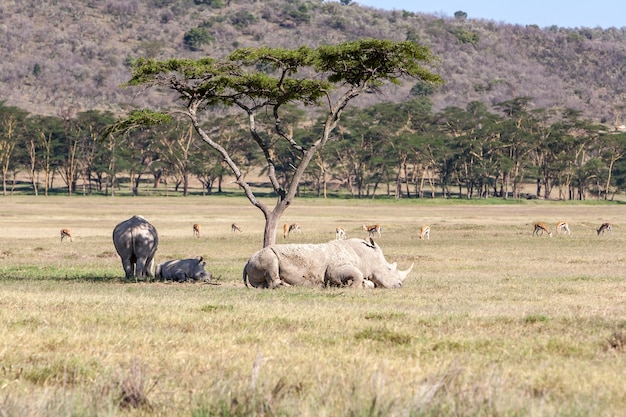 Safari Rhinos: Stunning Free Stock Photo for Download