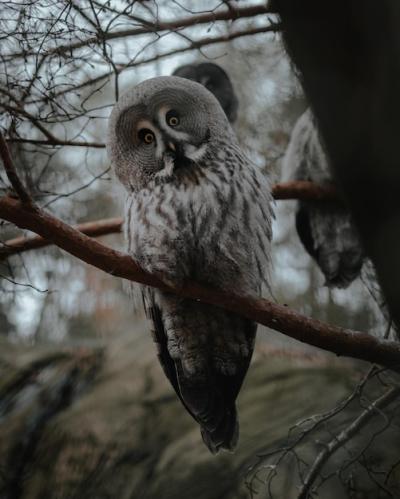 Close-Up of Owl Perching on Branch – Free Download