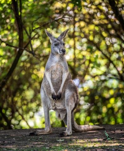 Common Wallaroo: Free Stock Photo for Download