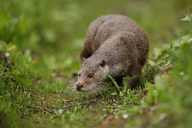 Playful River Otter in Natural Habitat, Czech Republic – Free Stock Photo, Download Free