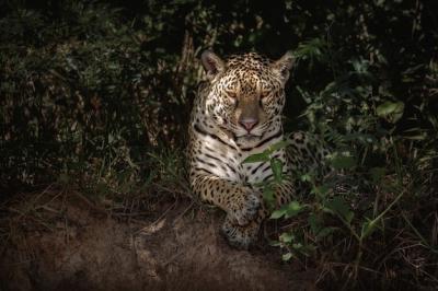 American Jaguar in Its Natural Habitat of the South American Jungle – Free Stock Photo, Download for Free