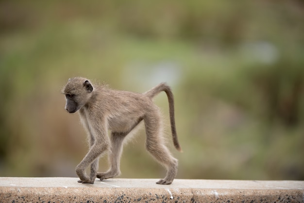 Stunning Baby Monkey Image – Free Download