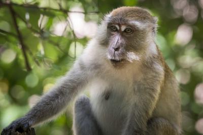 Monkey Sitting on a Tree Branch – Free to Download Stock Photo