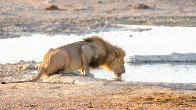 Adult Male Lion Drinking Water at Etosha National Park, Namibia – Free Stock Photo Download