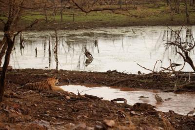 Tiger in its Natural Habitat: Majestic Panthera Tigris Walking Through Rajasthan’s Dry Landscape – Free Download