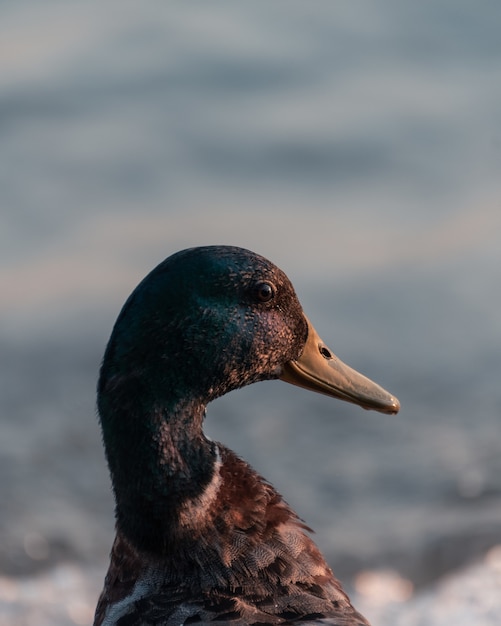 Vertical Closeup Shot of a Duck – Free Download