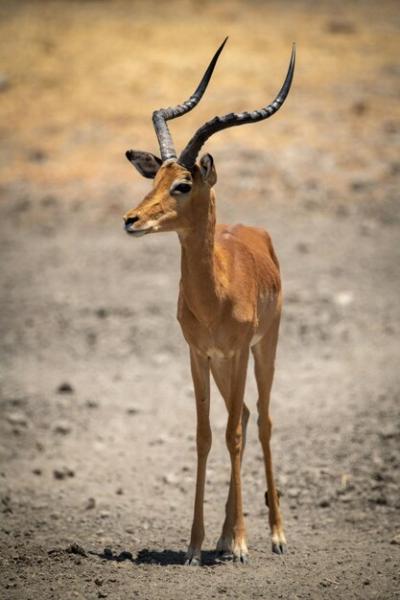 Male Common Impala Standing on Rocky Ground – Free Stock Photo, Download for Free