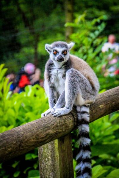 Close-Up of Monkey Sitting on Tree – Free Download