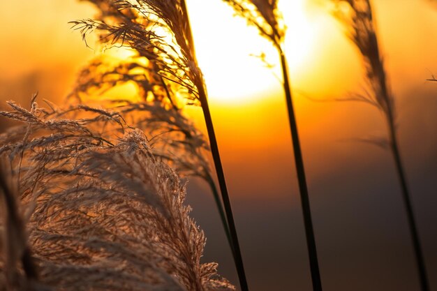 Reed Flowers Dance in the Sunsets Embrace – A Tranquil Symphony of Nature’s Beauty, Free to Download