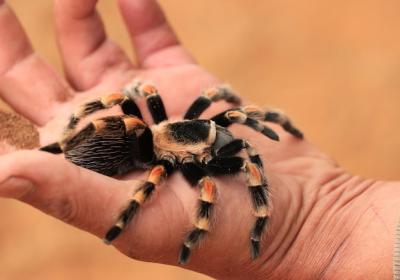 Giant Spider on Human Hand – Free Stock Photo for Download