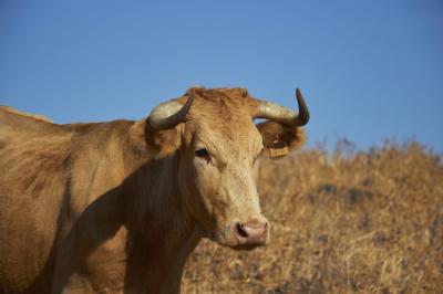 Closeup Shot of a Cow in a Field – Free Stock Photo for Download