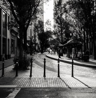 Tall Trees on the Street Photo – Free Download