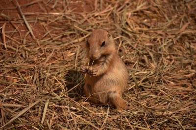 Adorable Baby Black-Tailed Prairie Dog Sitting Up – Free Download