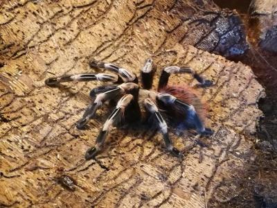 Stunning High Angle View of Tarantula on Land – Free Download