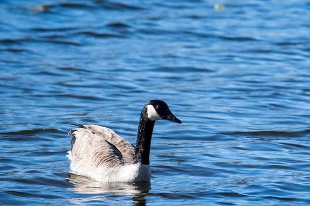 Canada Goose Captured on a Tranquil Blue Lake – Free Stock Photo, Download for Free