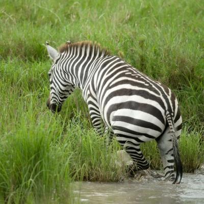 Zebra in the Water – Free Stock Photo for Download