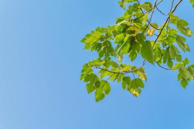 Fresh Foliage and Branches of Growing Plants – Free Stock Photo for Download