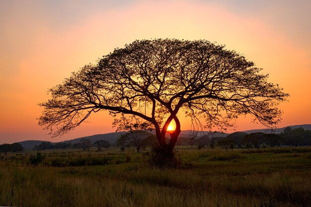 Tree on Field Against Romantic Sunset Sky – Free Stock Photo Download