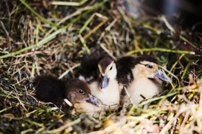 Mallard Ducklings in Nest – Free Stock Photo for Download